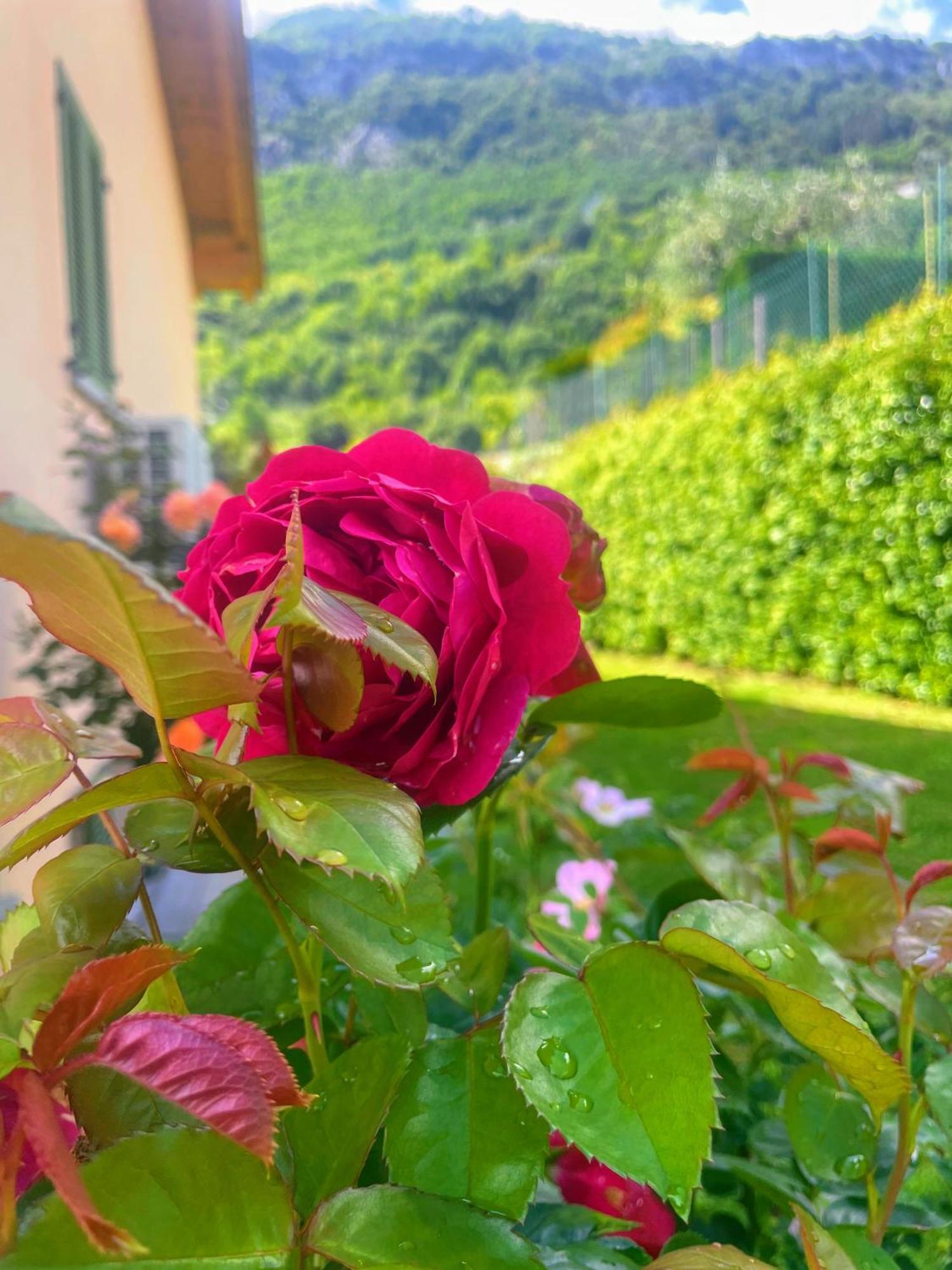 Comacina * Côme